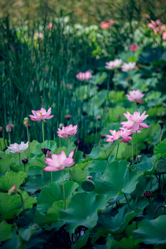 Лотосы в парке - Дмитрий 