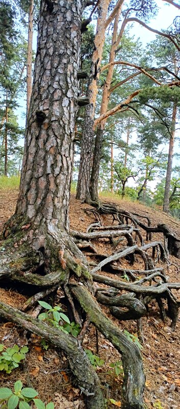 Оголённые корни сосны. - Михаил Столяров