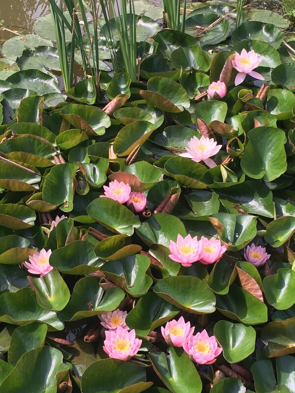 Лотосы... - Владимир Павлов