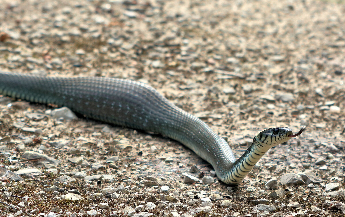 Удачная охота. - Владимир 