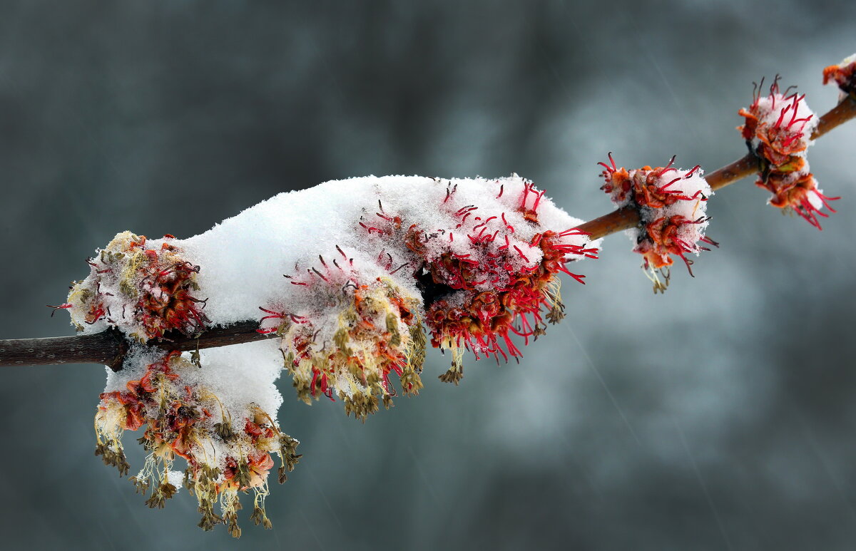 6 апреля - Михаил Бибичков