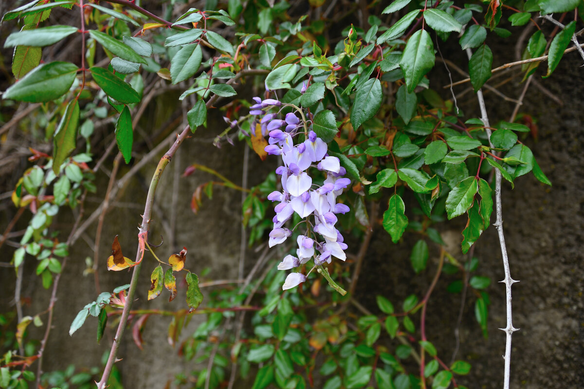 Глициния - Александр Хаецкий