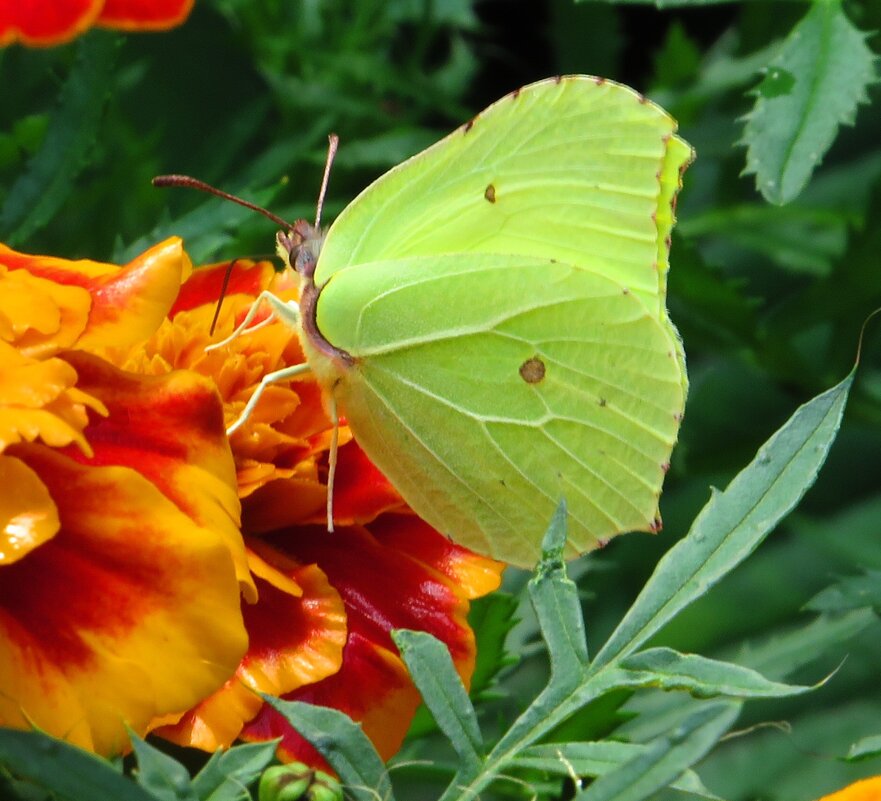Лимонница - Андрей Снегерёв