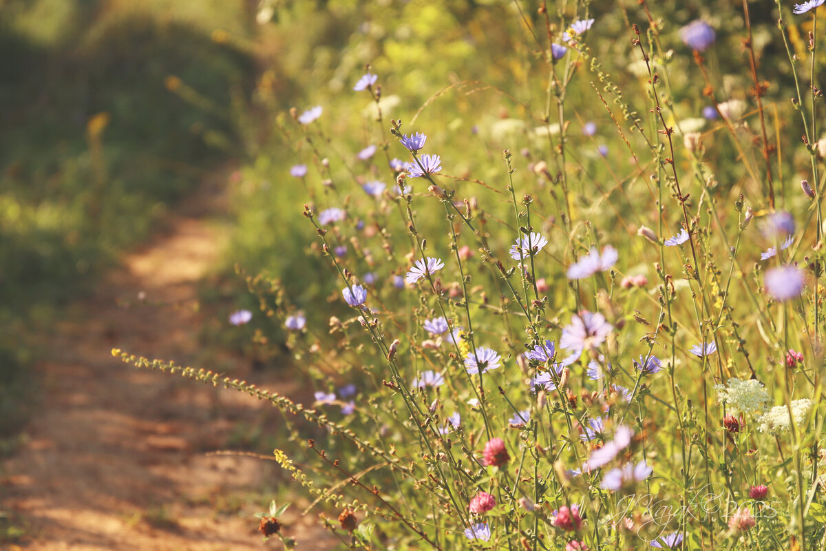 *** - Елена Kазак (selena1965)