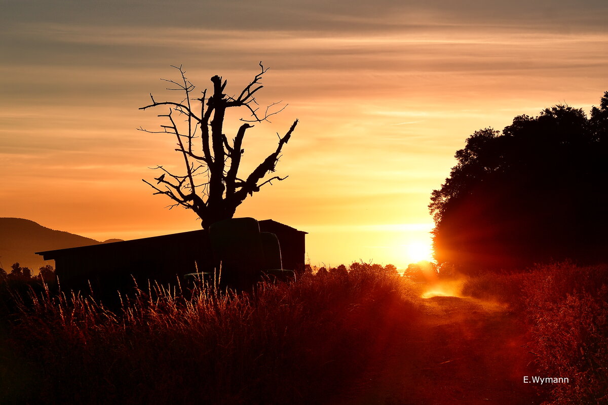 sunrise - Elena Wymann