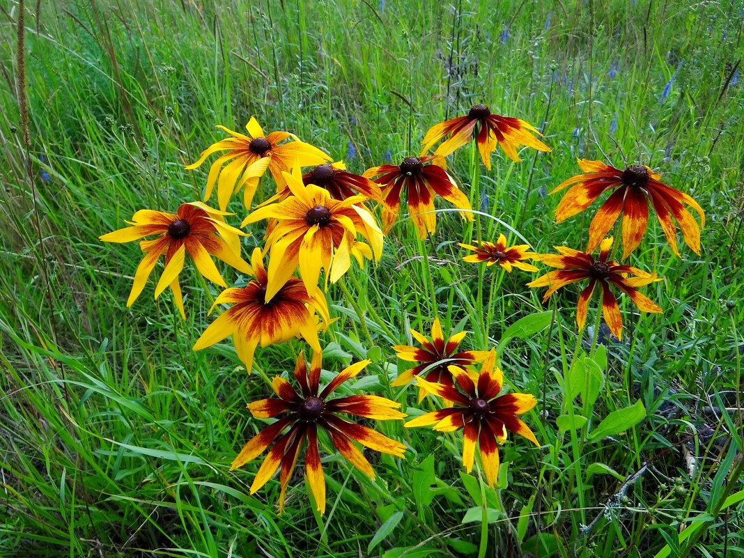 Букетик - Антонина Гугаева