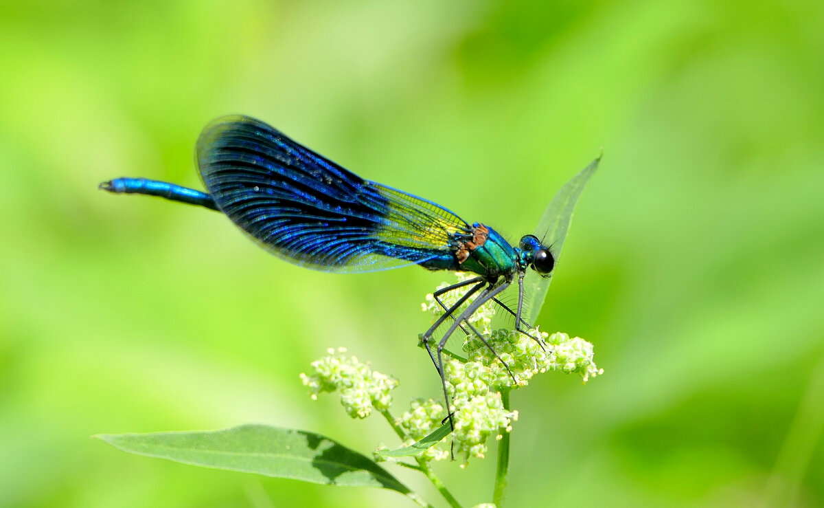 вчерашние стрекозки 2 - Александр Прокудин