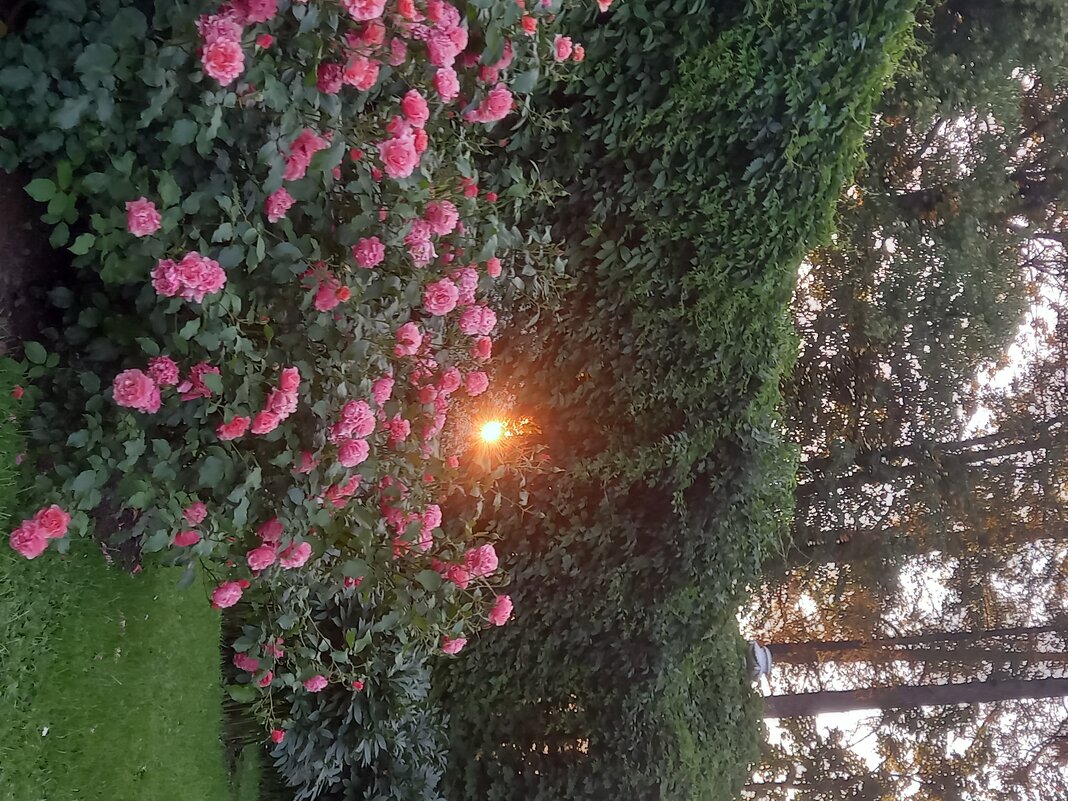 Розы - Сапсан 