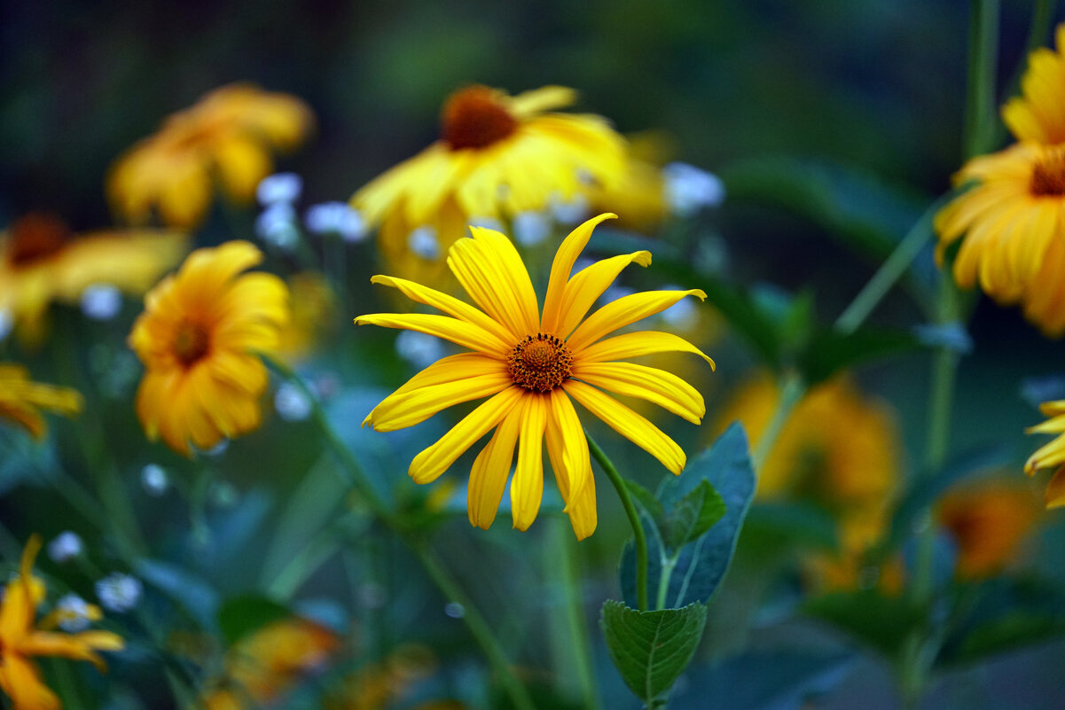 *** - Иван Литвинов