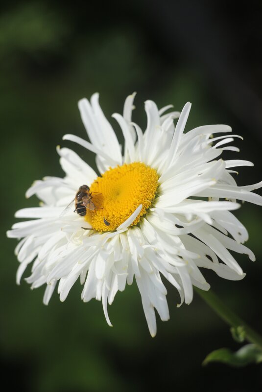 Ну а лето продолжается... - Наталья Герасимова