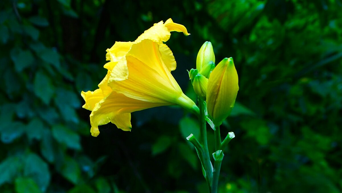 О красоте цветов. - Милешкин Владимир Алексеевич 