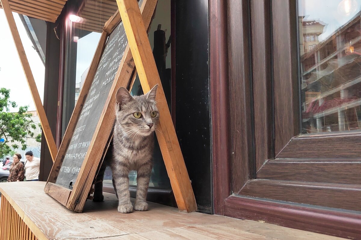 Котик  у  кафе. Снимала  Саша - Фотогруппа Весна