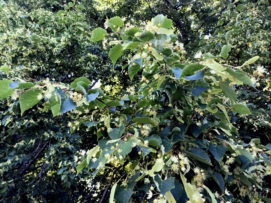 Цветущая липа - Veera V Цветущая липа - Veera V