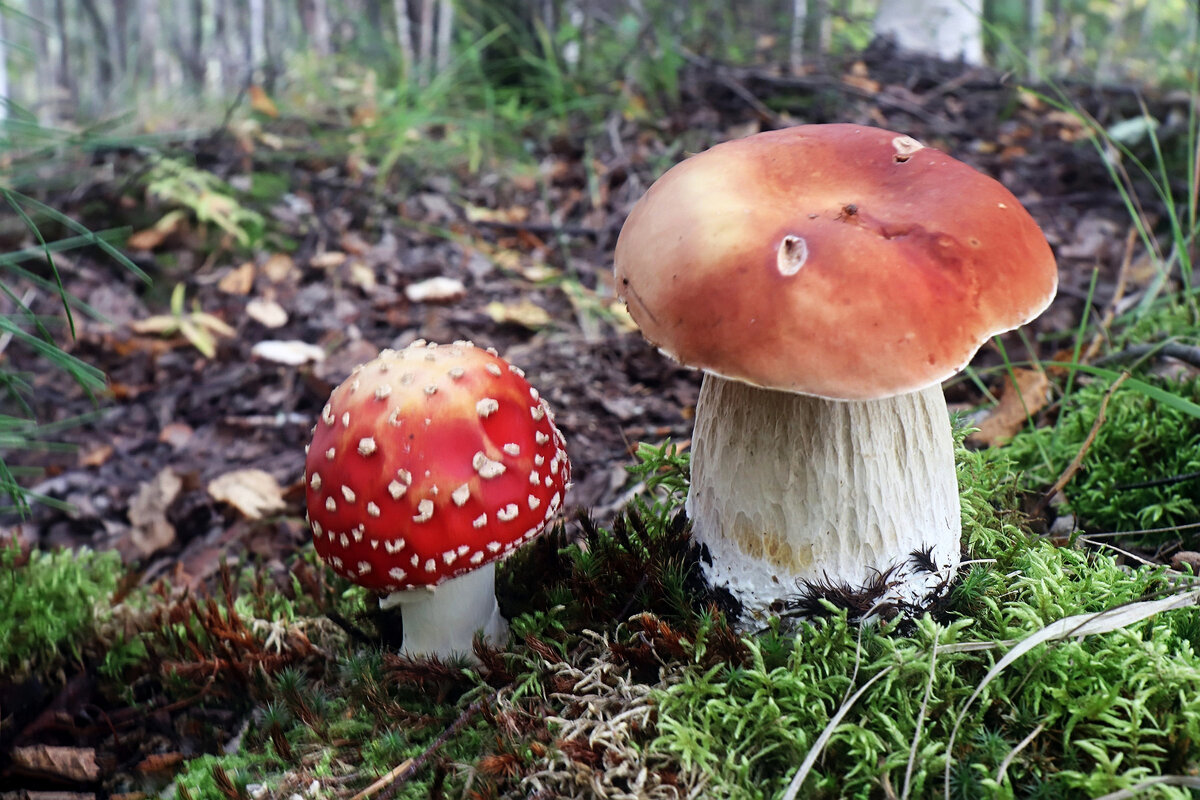 Июль...Добрый и злой грибы - Владимир 