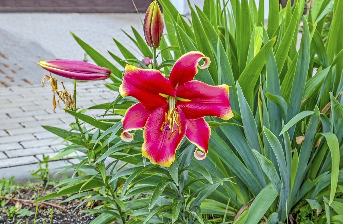 Большая и красивая - Валерий Иванович