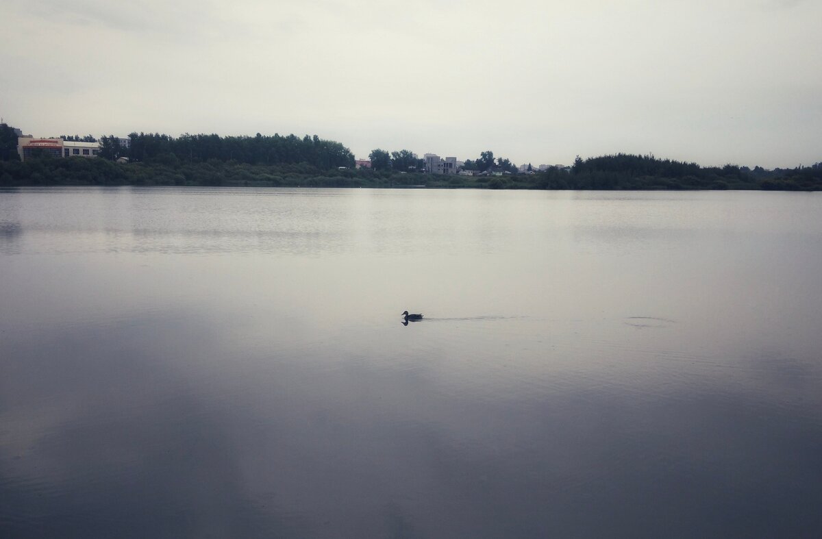 Утка интроверт - Шу Юншен