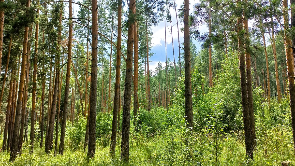 Зелёная бабочка на тропинке - Hope 