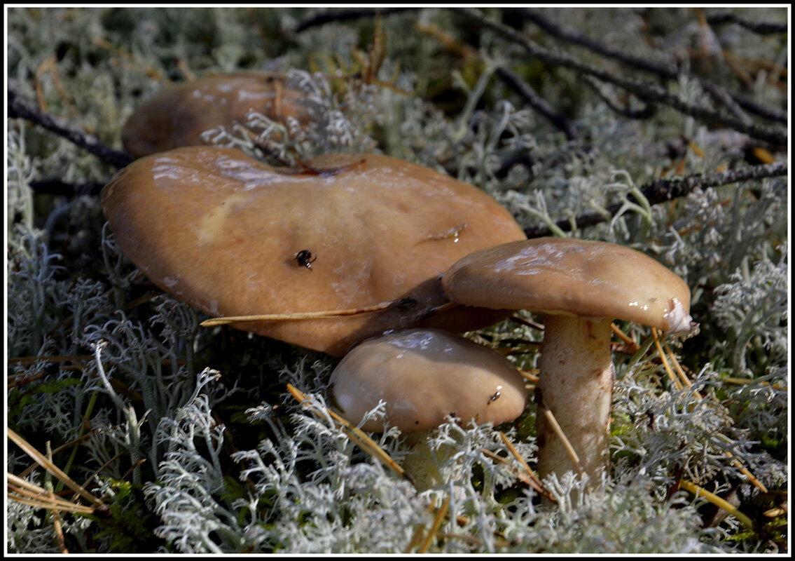 Маслята.... - Aleksandr Gal