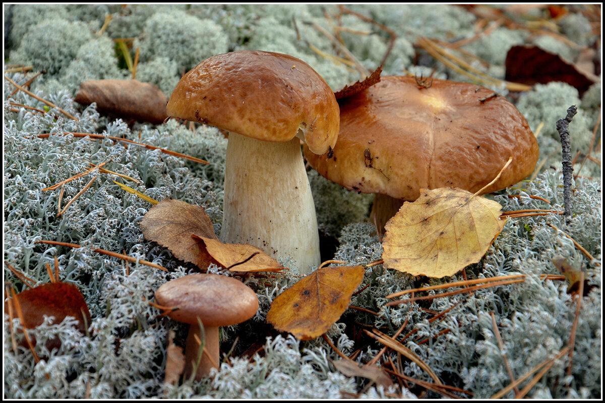 Семейка - Aleksandr Gal