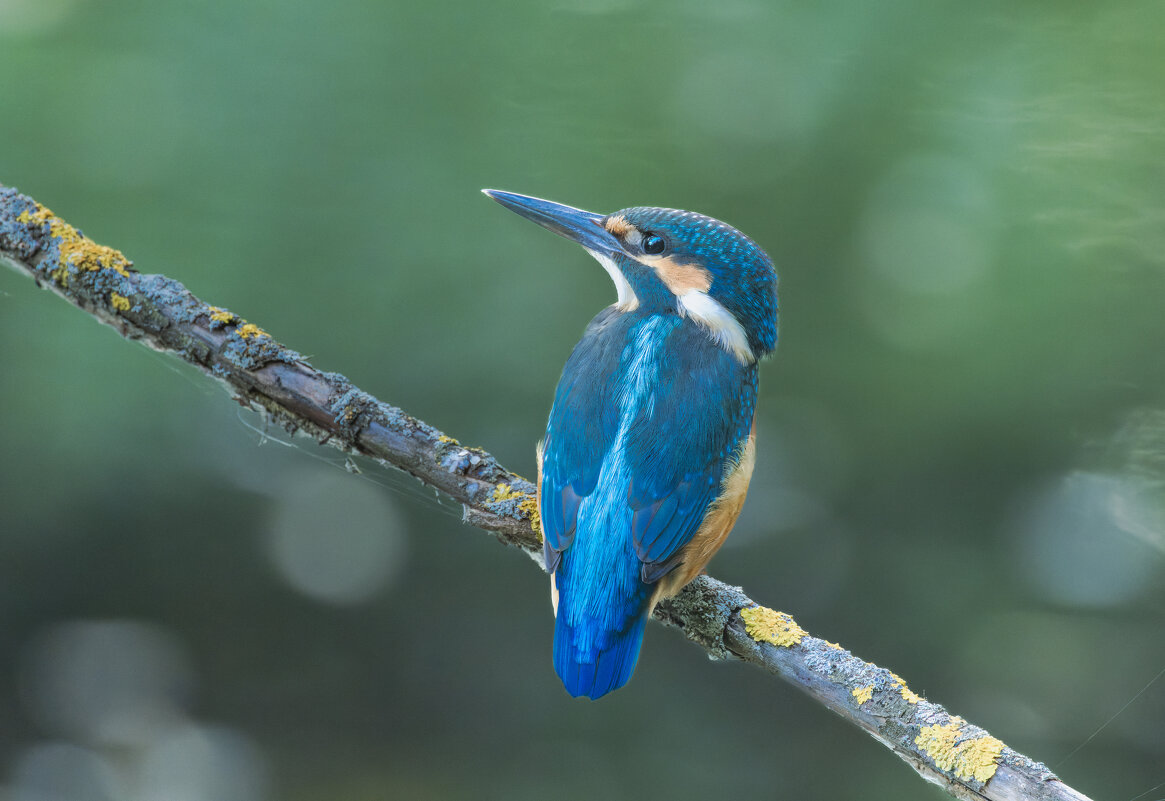 зимородок. - юрий макаров