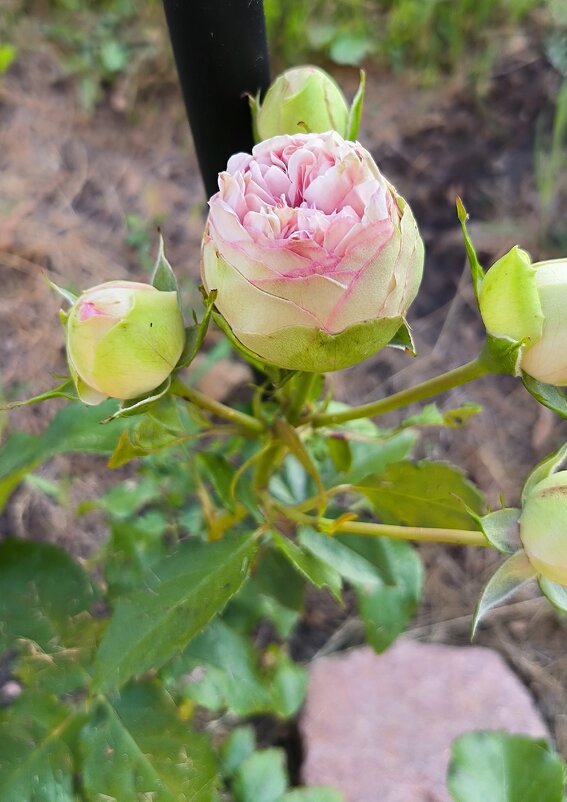 Совсем юная! - Ольга 