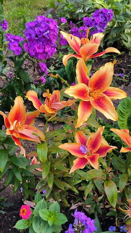 Июль во всей красе! - Ольга Июль во всей красе! - Ольга