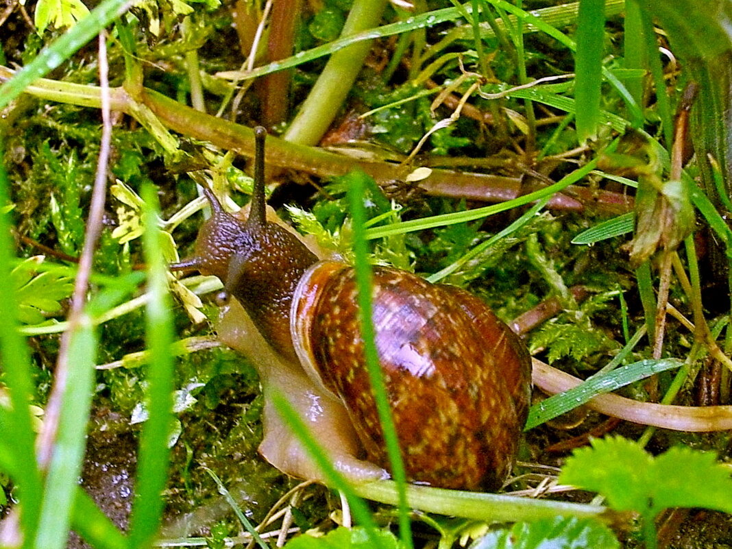 Улитка. - VasiLina *