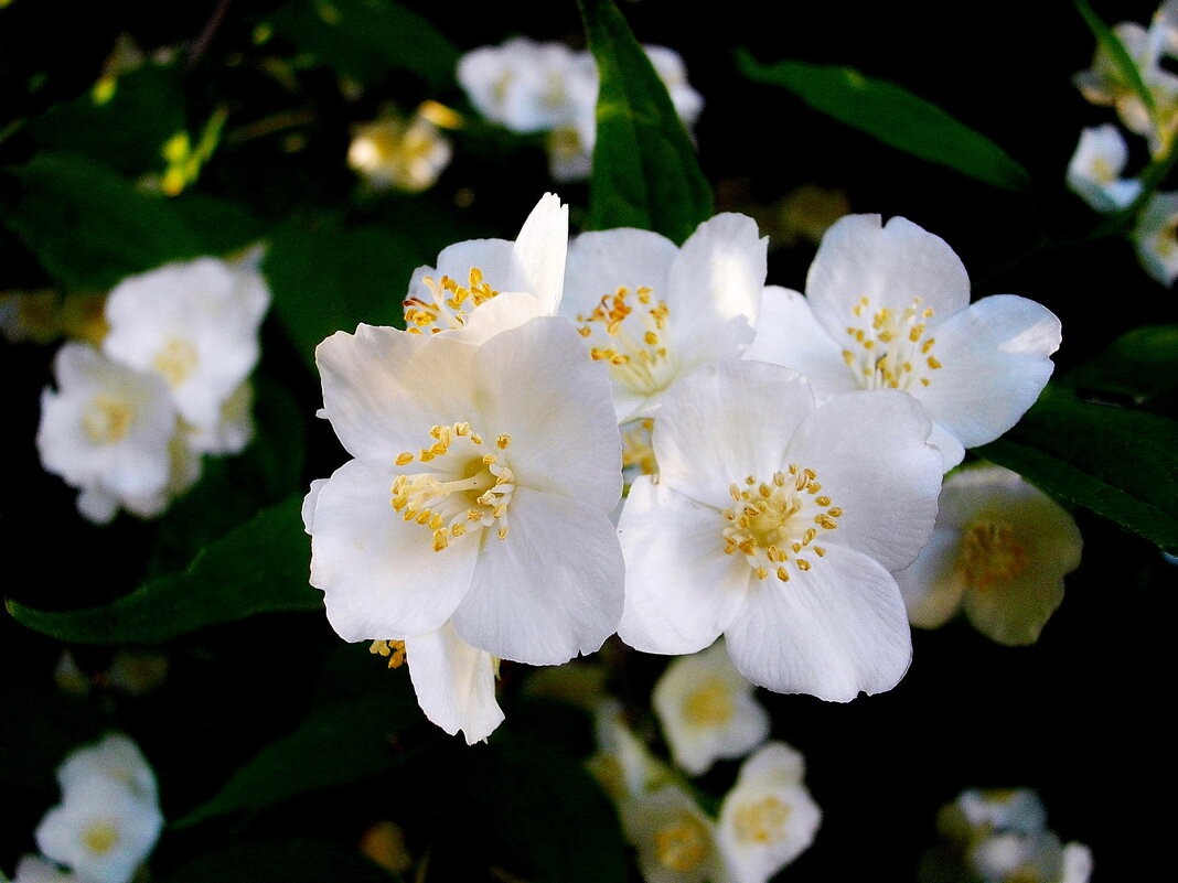 Весной. - VasiLina *