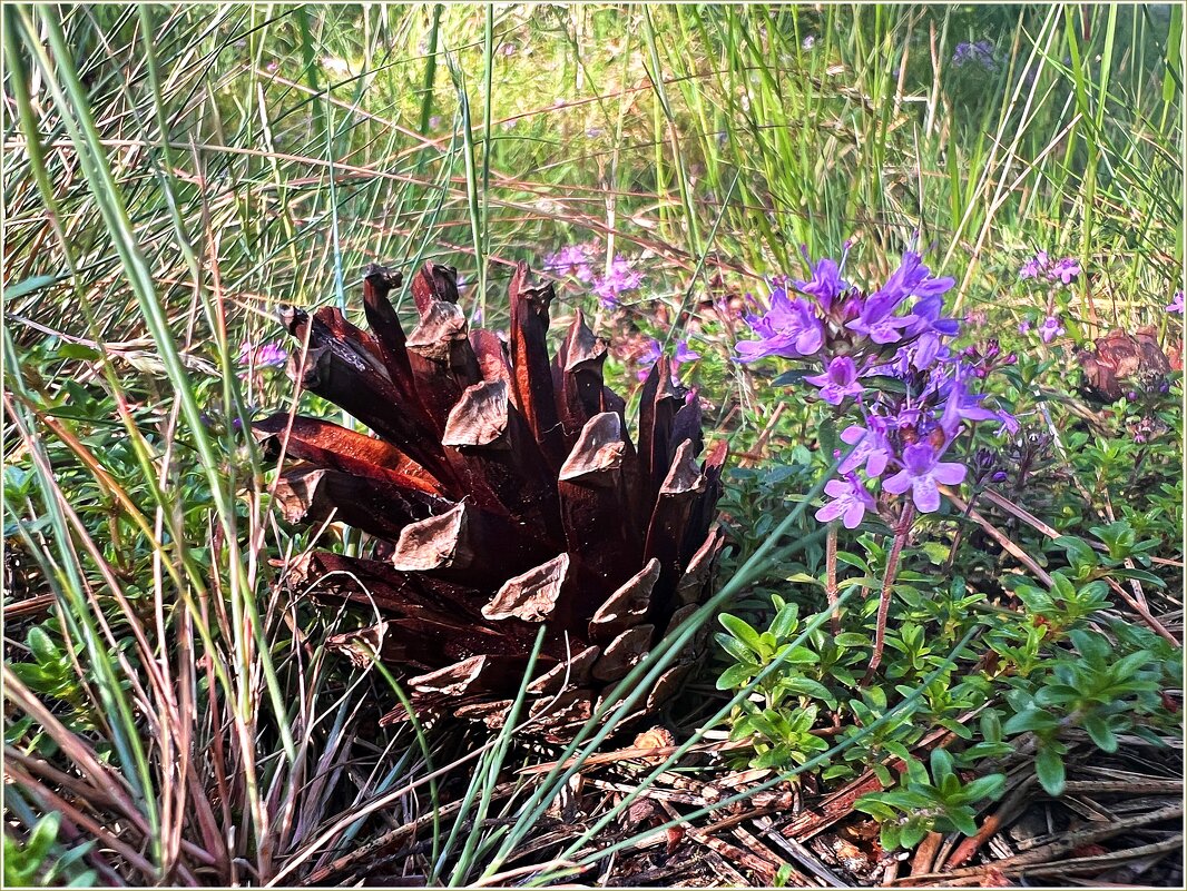 ******* - Валерия Комова