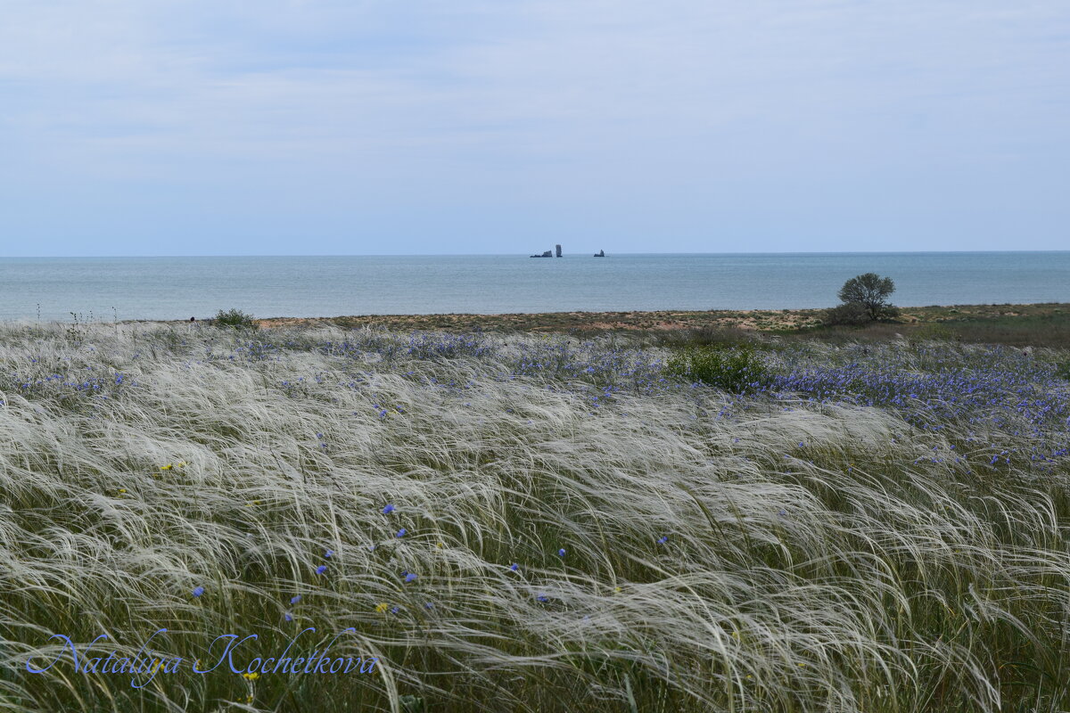 Природа Крыма - Amazing Cosmea