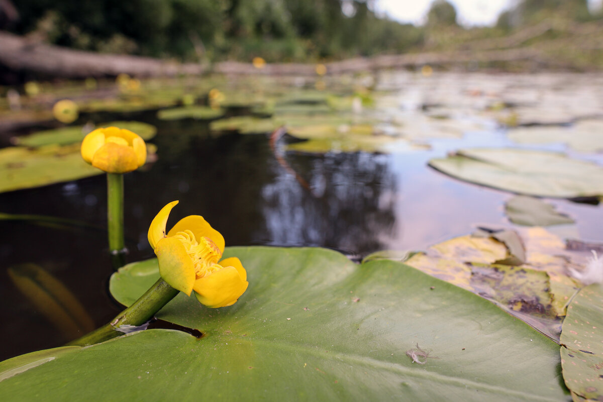 на даче - skijumper Иванов на даче - skijumper Иванов