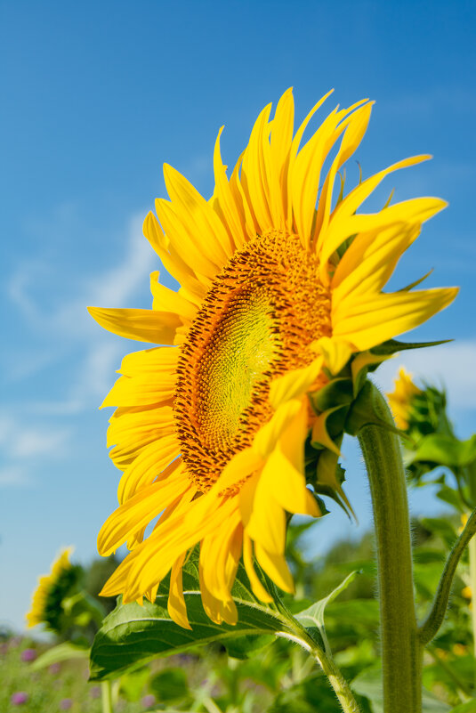 *** - Николай Чекалин