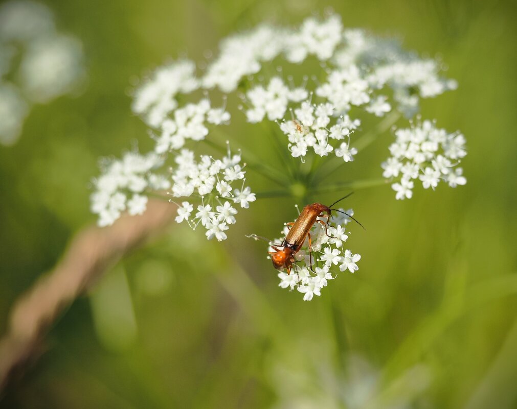 Летние зарисовки - Магомед .