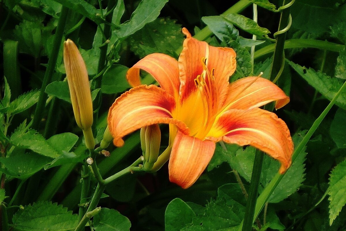 Лилейник - Рита Симонова Лилейник - Рита Симонова