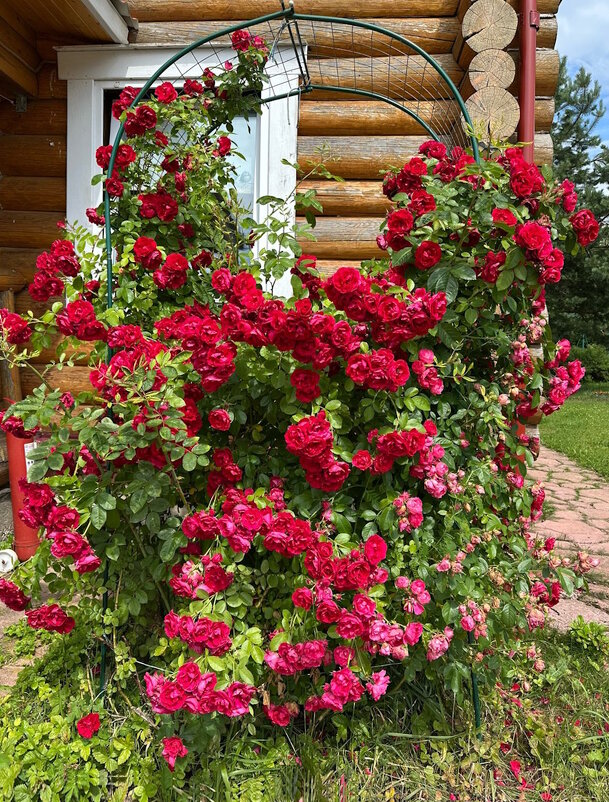 Королева сада. - Ольга Довженко