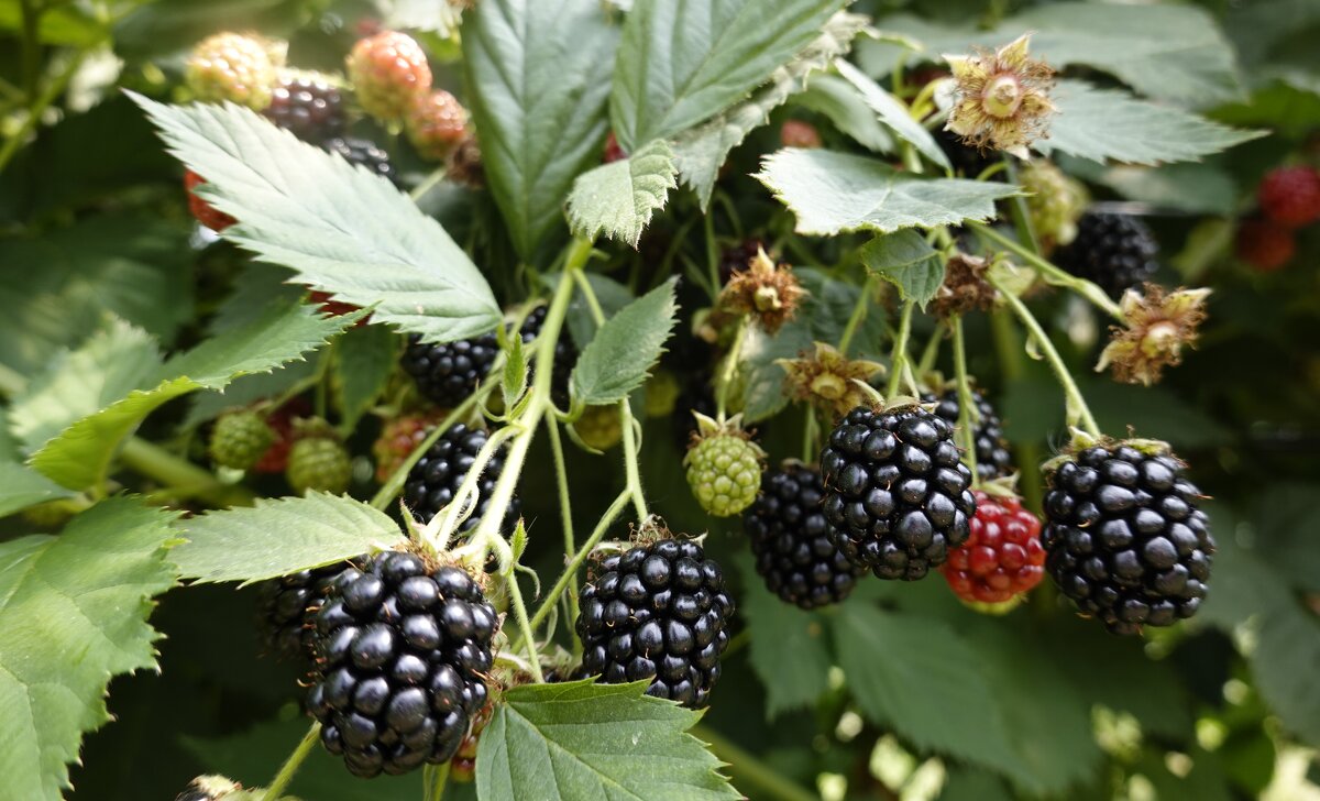 Сладкое лето........ - Галина 