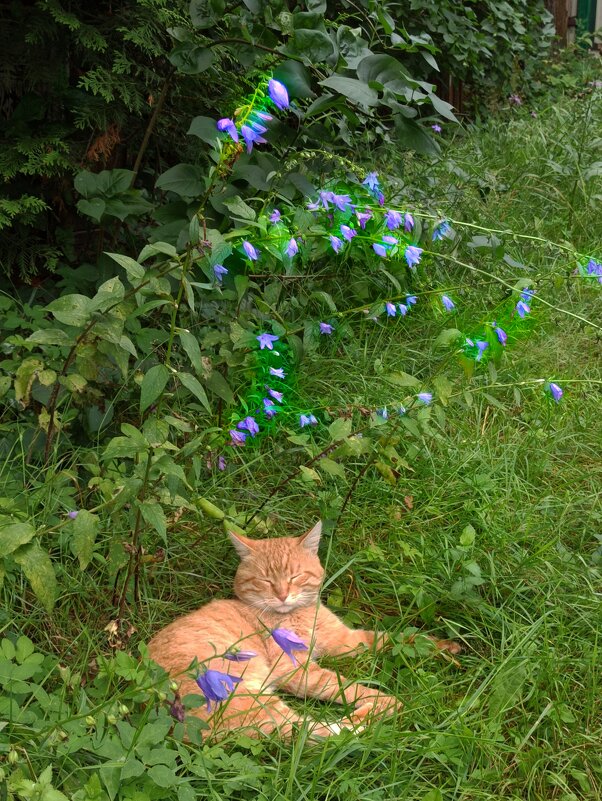 Нас утро встречает цветами! - veilins veilins Нас утро встречает цветами! - veilins veilins