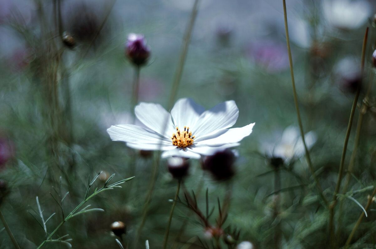 цвет белый - Lyubov Busova