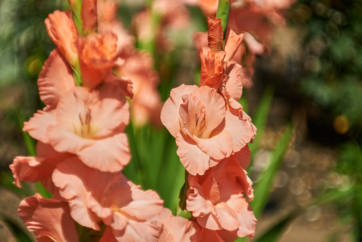 Гладиолусы - Александр Леонов