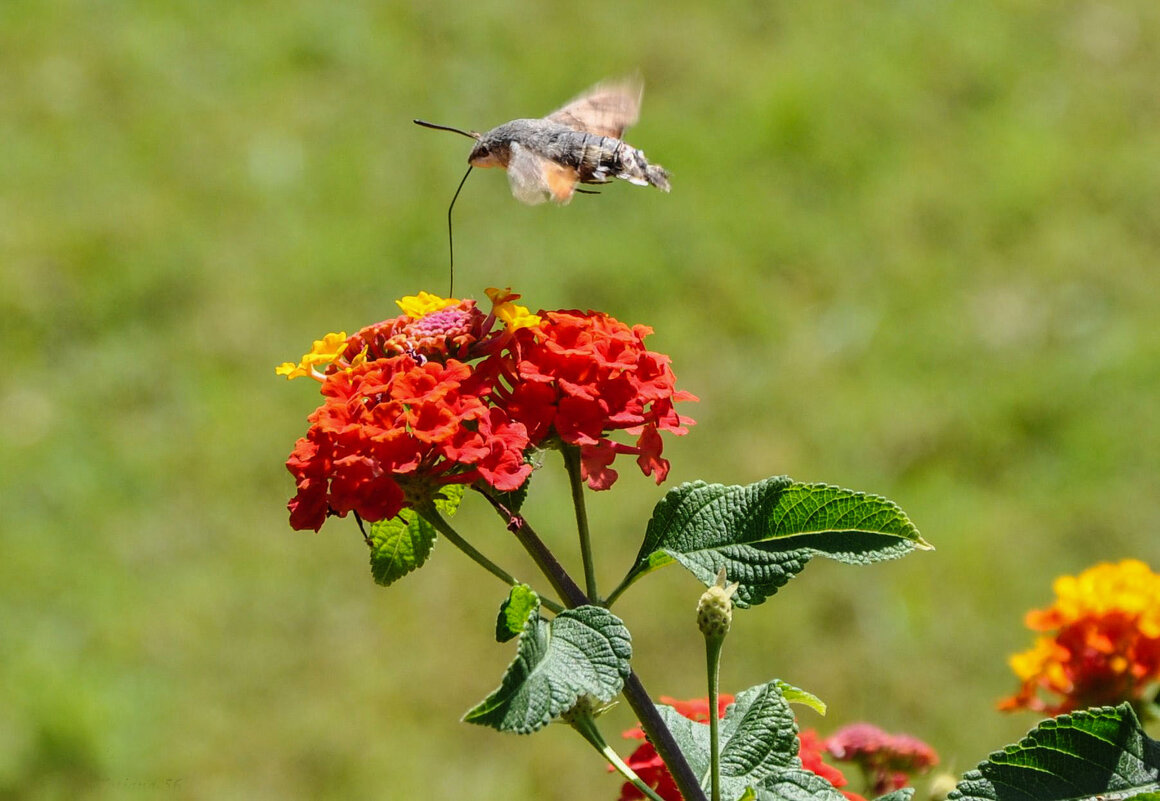 Бражник-колибри - Татьяна Машошина Бражник-колибри - Татьяна Машошина