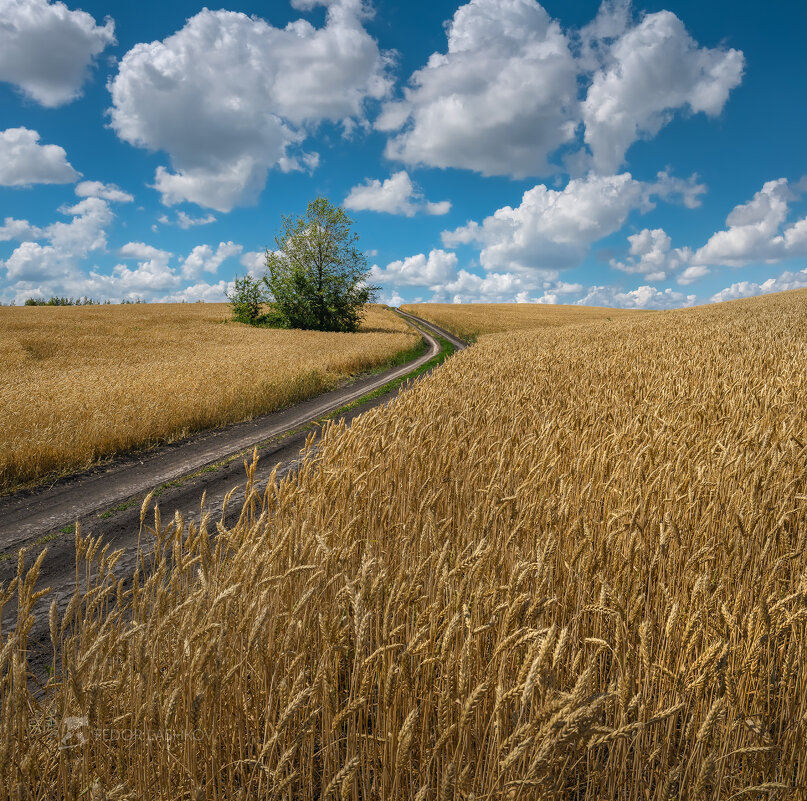 Дорога домой - Фёдор. Лашков