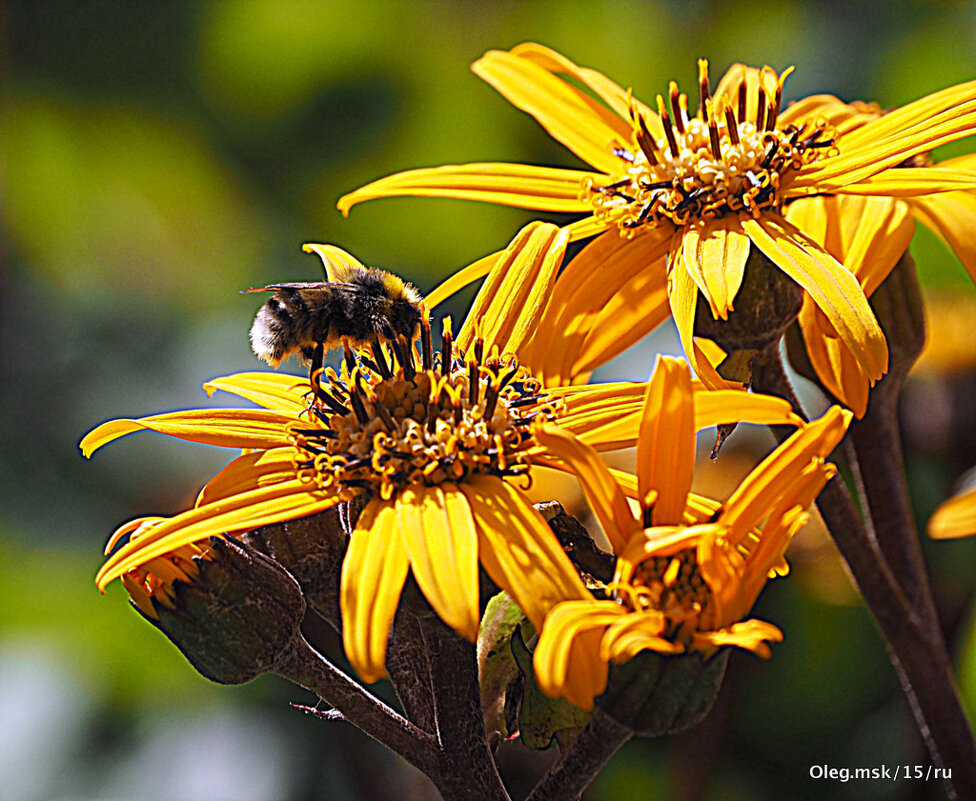 они на радость нам даны - Олег Лукьянов