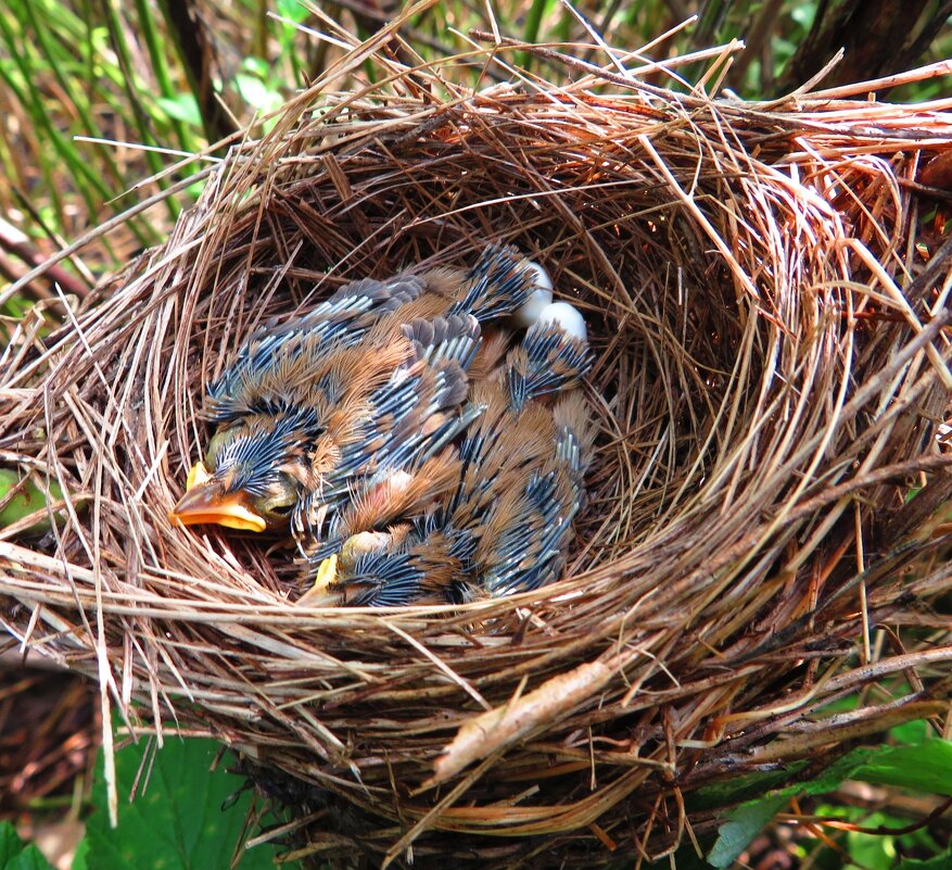 Гнездо с птенцами - Андрей Снегерёв