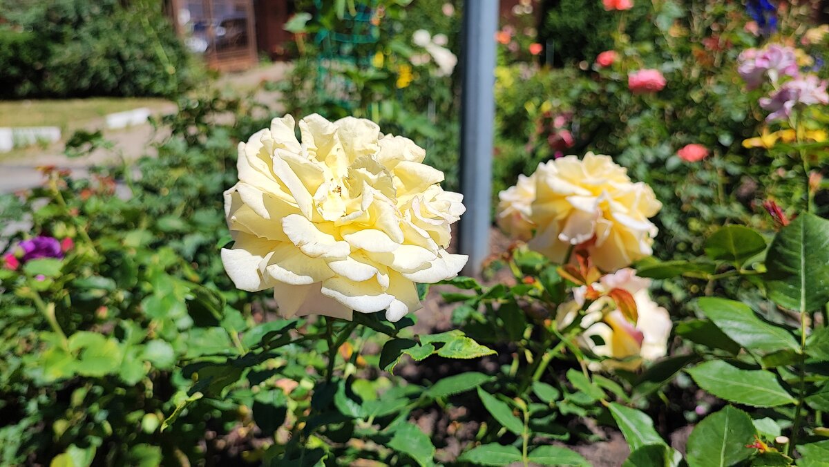 ,,, - Сергей Тимоновский