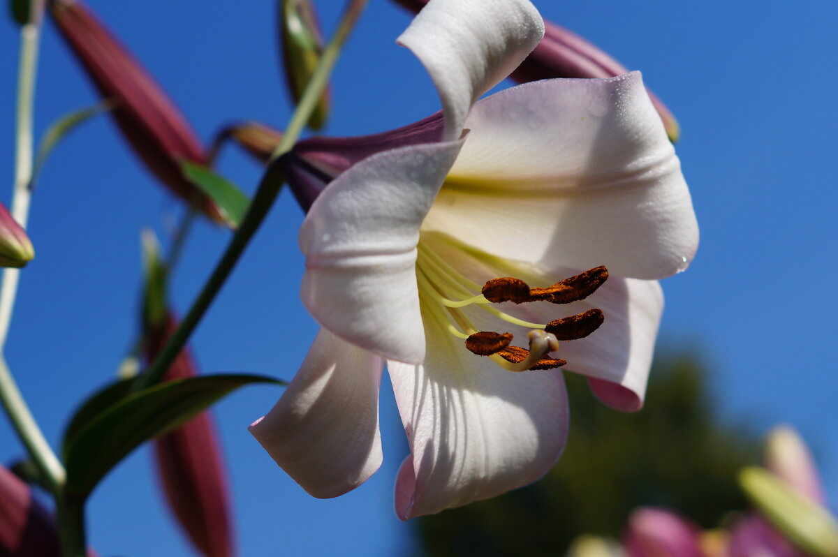 Лилия - Сергей Ц