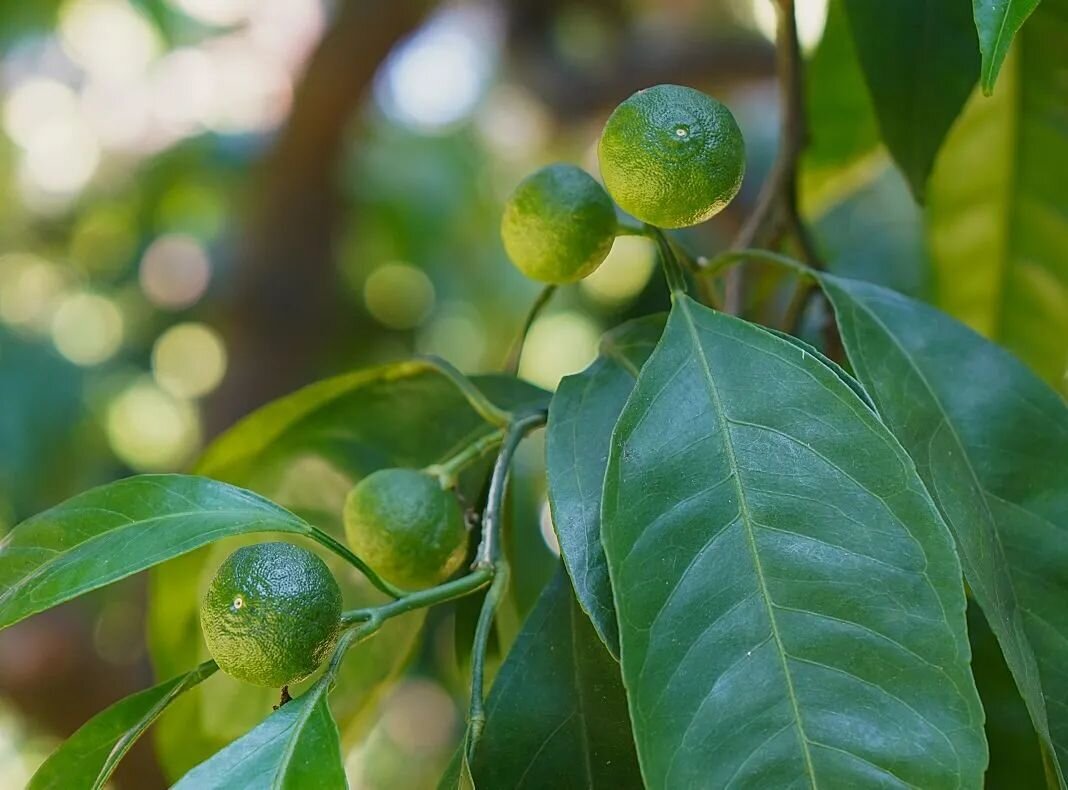 Мандарины растут - Татьяна Тюменка