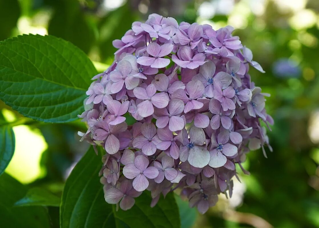 Гортензия - Татьяна Тюменка