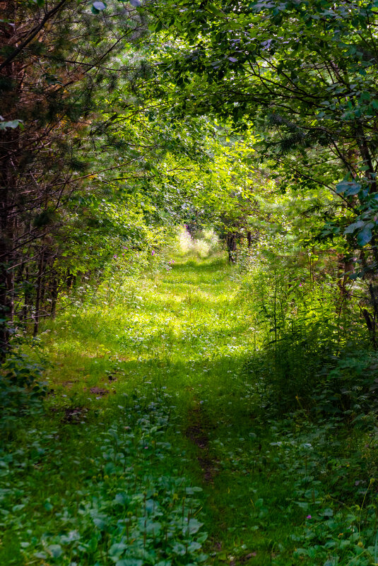 Лесная дорога - Владимир VS