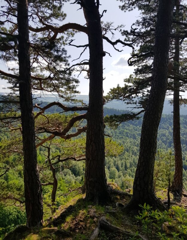 ЛАГОНАКИ - Tata Wolf