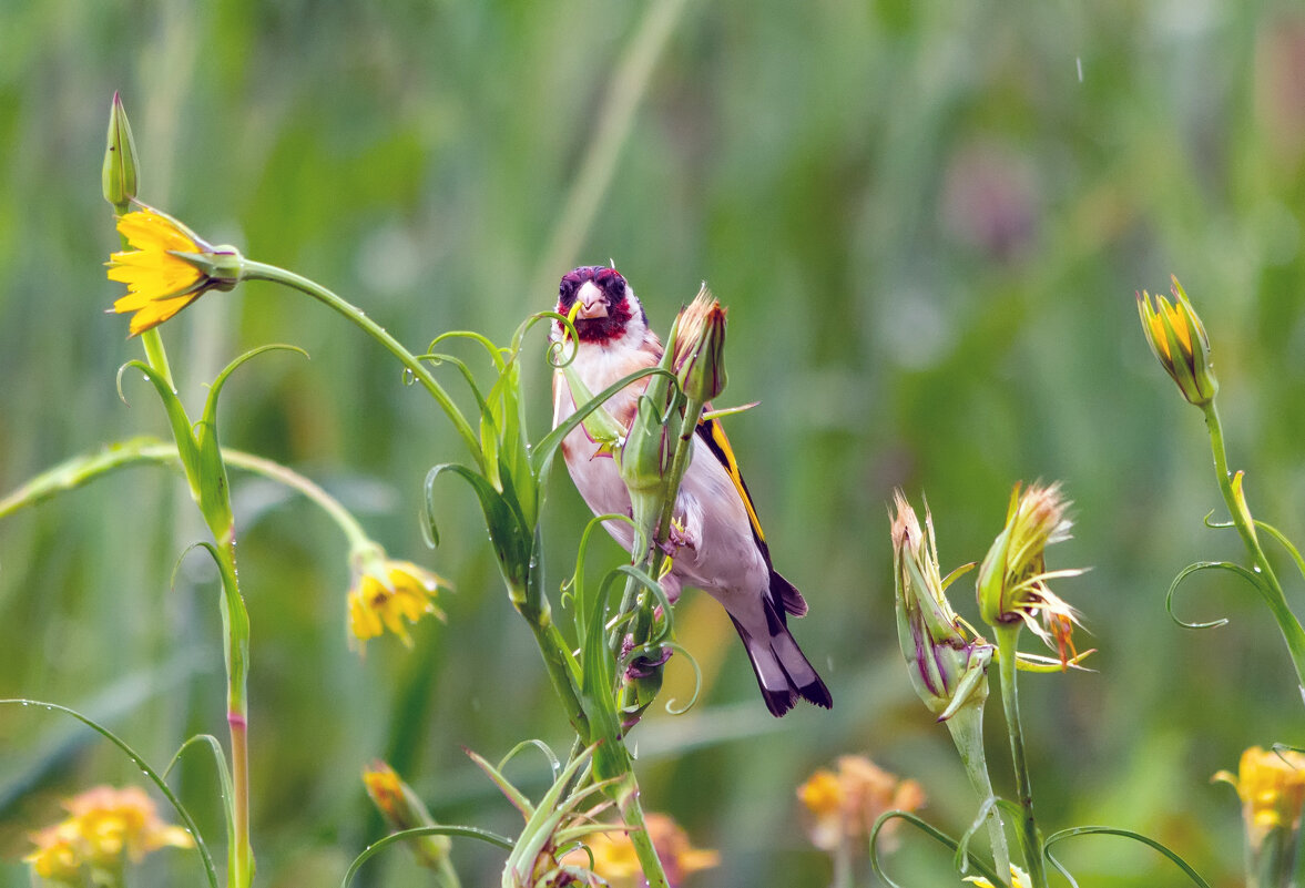 ** - Виталий Емельянов